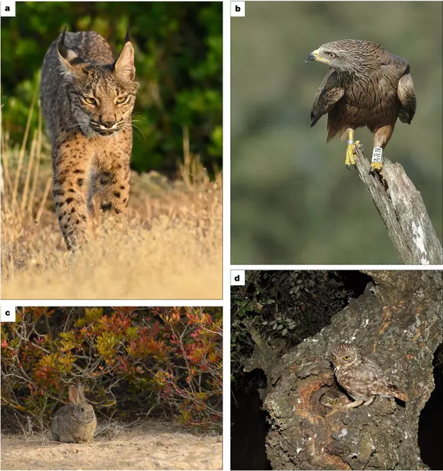 Drought and disease trigger novel interactions among top predators