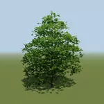 Growing Trees