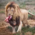 Scientists changed how zoo lions eat. Their wild side came out