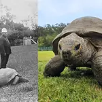 'Jonathan' is the oldest land animal on Earth
