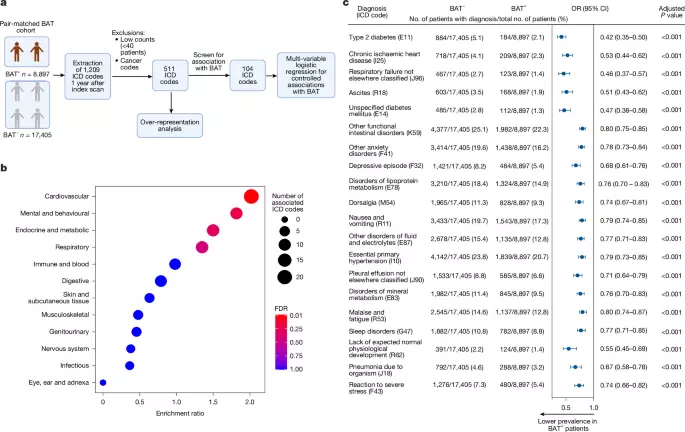 Artificial intelligence-enabled clinical phenotyping of human brown fat
