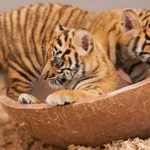 WATCH:  David Muir shares milestones of Fort Worth Zoo's Sumatran tiger cubs