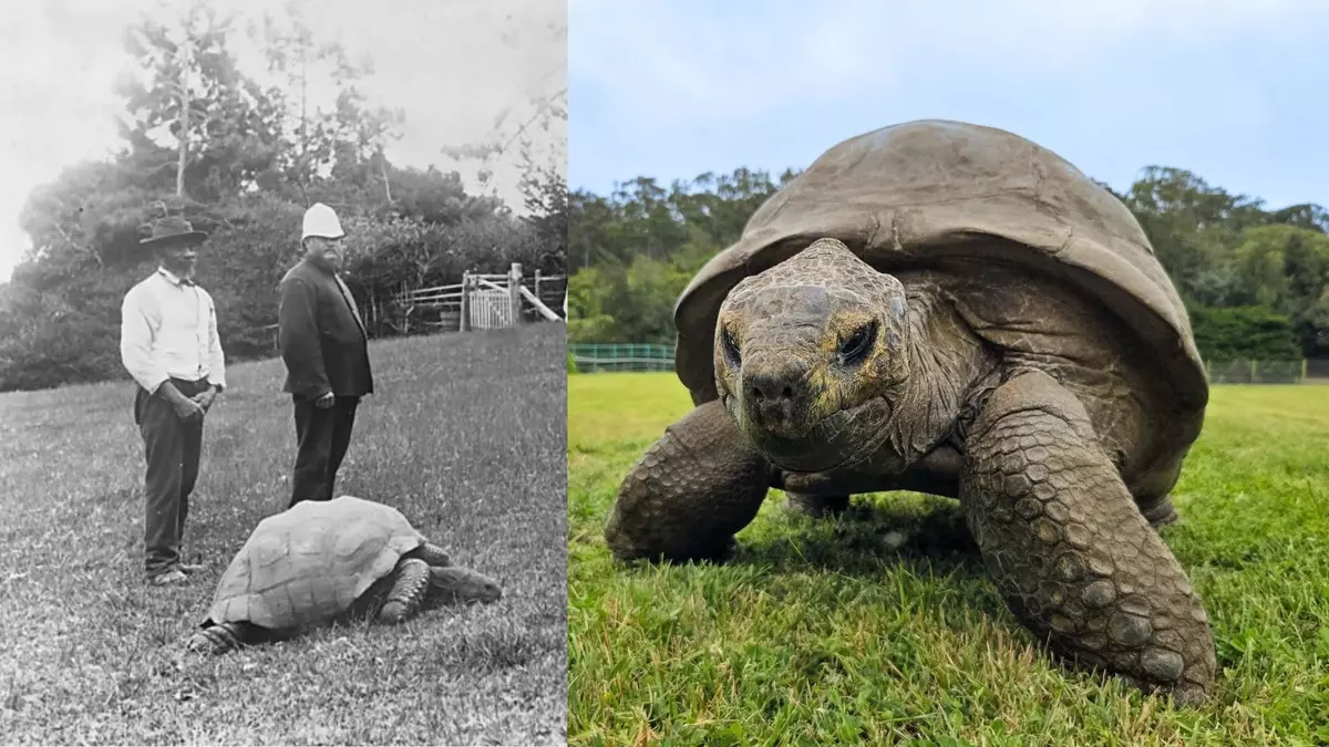 'Jonathan' is the oldest land animal on Earth