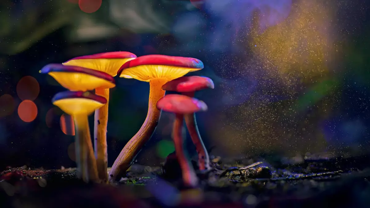 Magic mushroom ingredient takes the fight out of aggressive fish