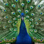Peacock Biology Explains the Crisis That Broke Google’s Bug Bounty Program