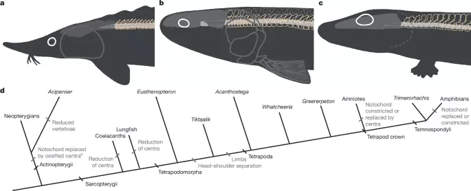 Early tetrapod neck mobility modelled using an extant analogue