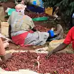 Coffee societies net Sh41 billion in one year