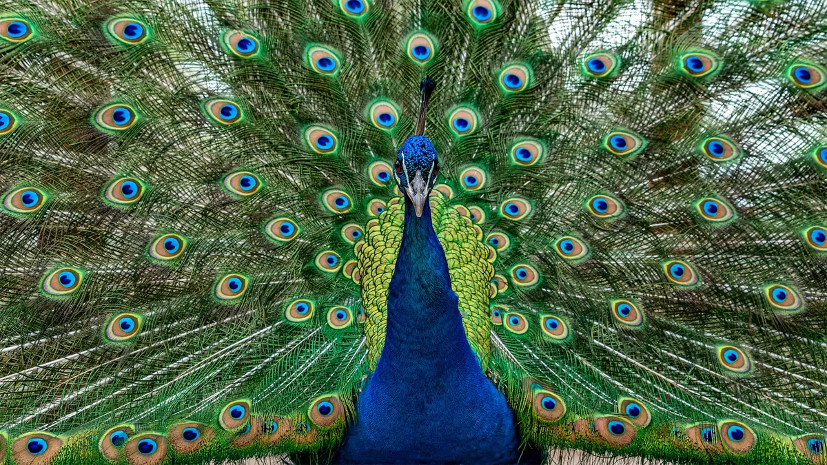 Peacock Biology Explains the Crisis That Broke Google’s Bug Bounty Program