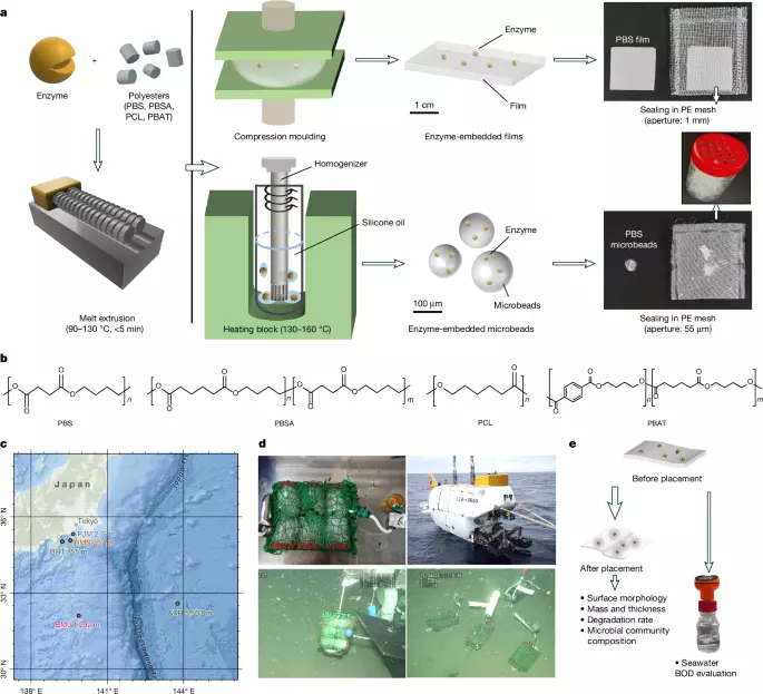 Enzyme-embedded polyesters for accelerated biodegradation in the deep sea