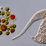 AI disqualification yields new Nikon Small World in Motion winner