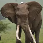Iconic Maasai Mara Tusker Fred Dies