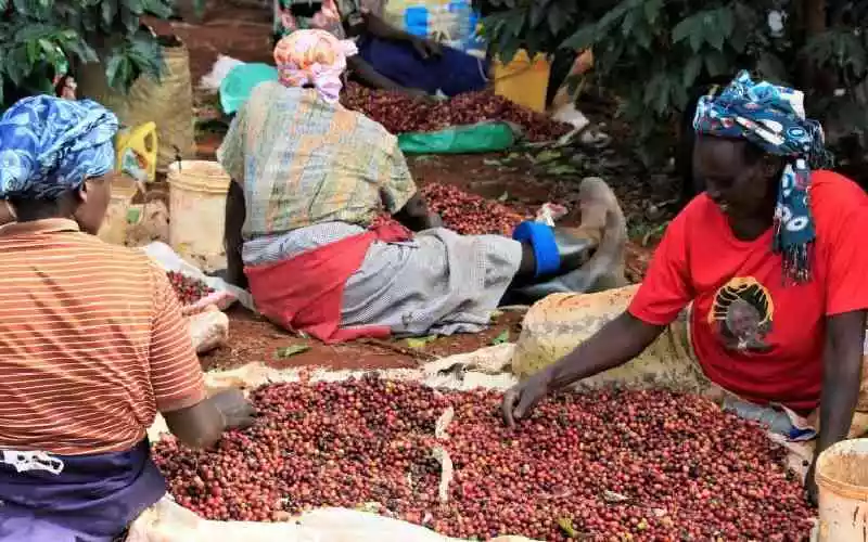 Coffee societies net Sh41 billion in one year