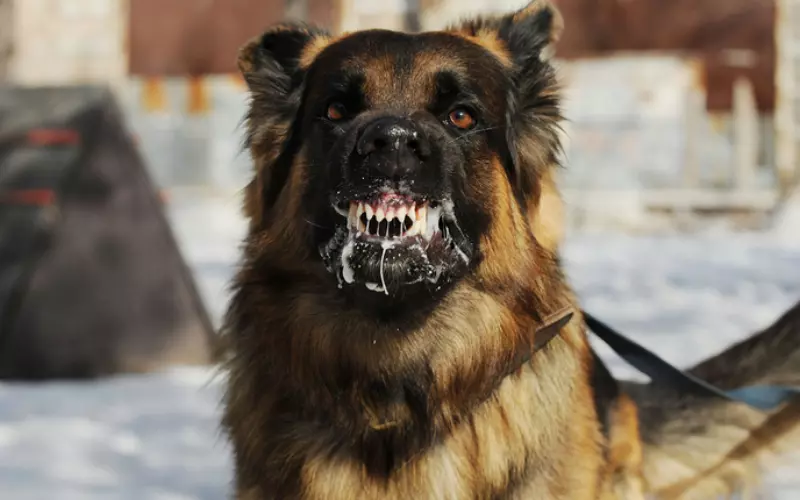 Rabies: Why every minute after a dog bite matters