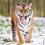 Tiger kills man who entered big cat enclosure at UK wildlife park