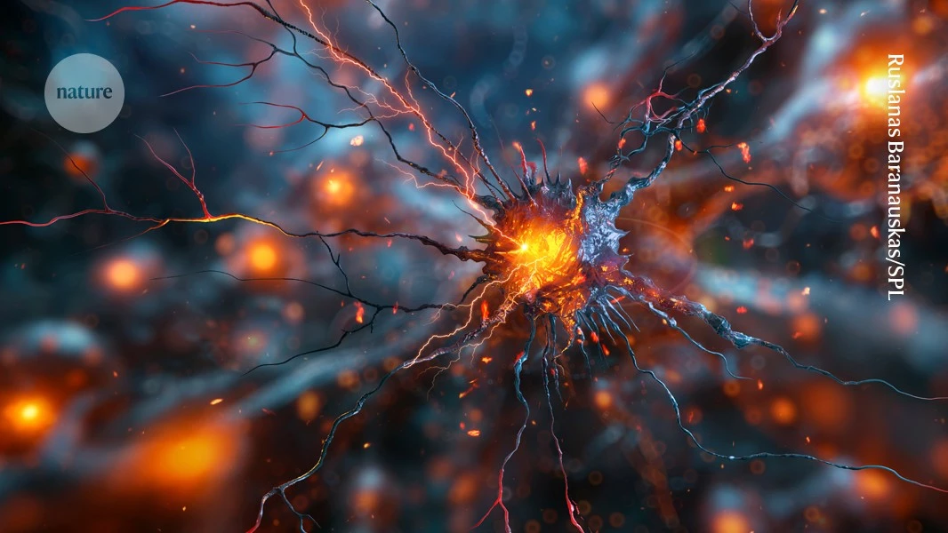Breaking down nerve-cell scaffold relieves chronic pain in mice