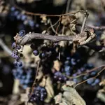 Historic lows expected for French wine harvest after record summer heatwaves