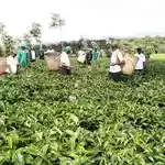 Tea farmers queue at banks for bonuses as low payouts spark tax protests