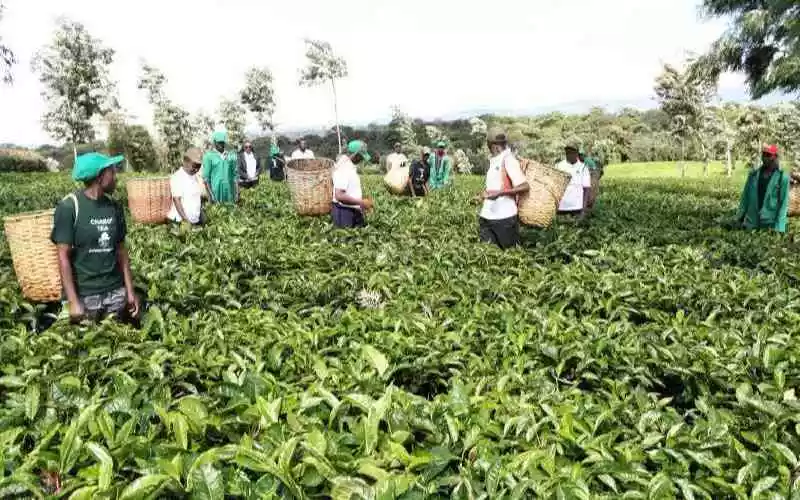 Tea farmers queue at banks for bonuses as low payouts spark tax protests