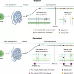Author Correction: Long-read sequencing reveals pre-meiotic gene conversion in sperm