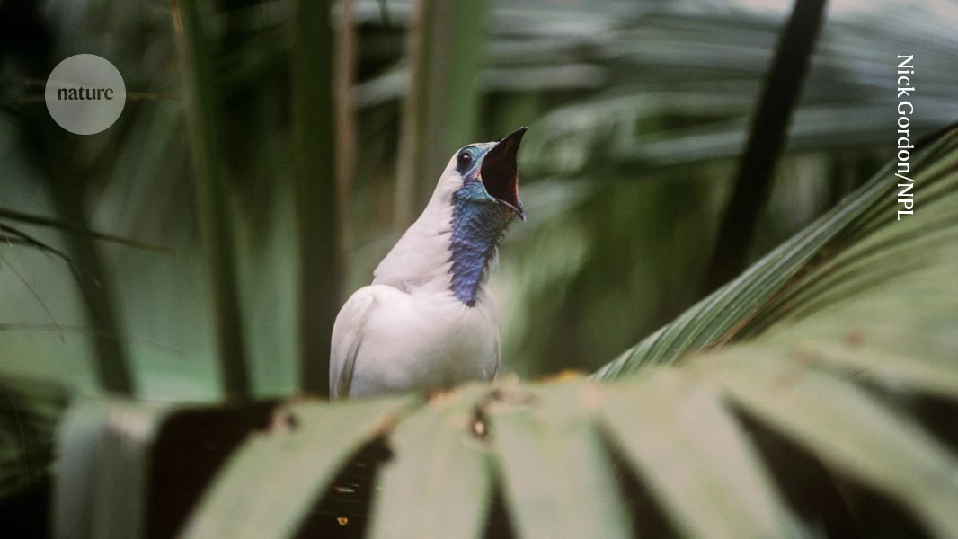 Who’s the loudest of them all? The bare-throated bellbird vies for the prize