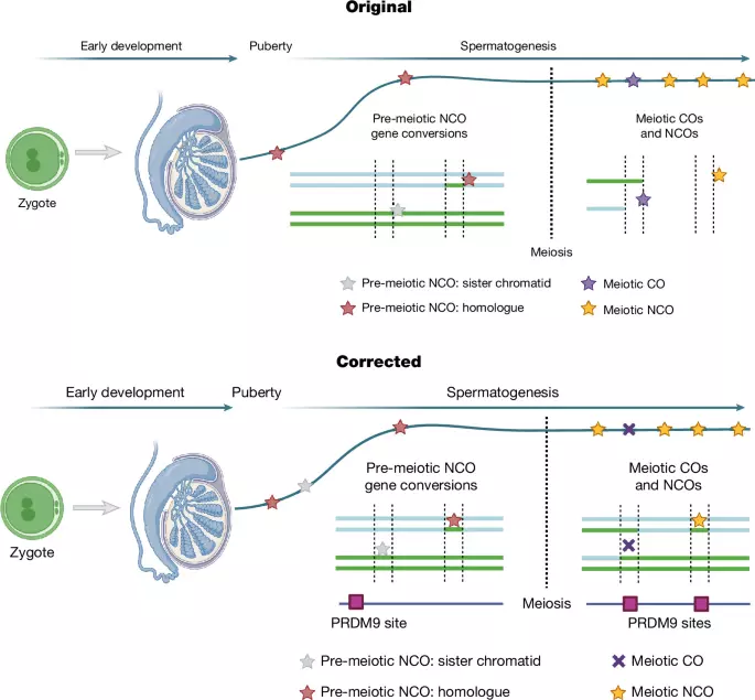Author Correction: Long-read sequencing reveals pre-meiotic gene conversion in sperm