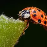 US released Asian lady beetles to fight pests; decades later, they became invasive