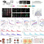 Sexual dimorphism in epidermal stem cell dynamics