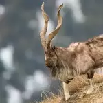 Trophy hunting permit auctions in KP fetch $1.21m, 'highest-ever in Pakistan's history'