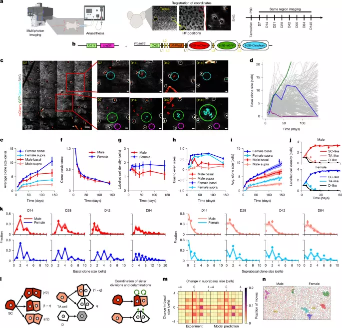 Sexual dimorphism in epidermal stem cell dynamics