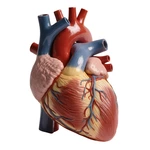 FDA approves artificial heart valve for kids that grows as they do