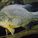 Australia restored Murray River with timber; Murray cod abundance tripled