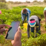 Why Kenyan farmers must rethink reliance on chemicals