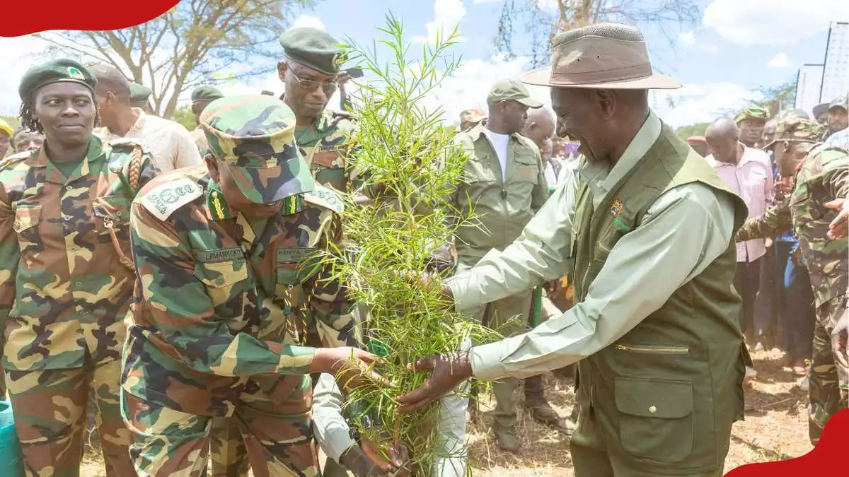 William Ruto launches cocoa farming in Kenya, announces plan to distribute seedlings