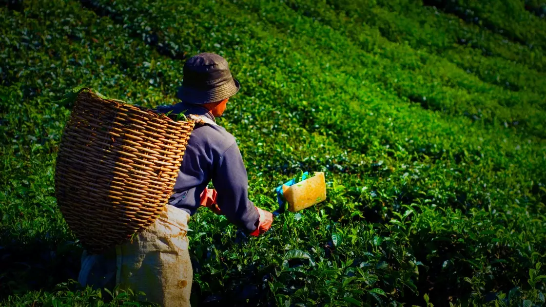 WATCH LIVE: Gathoni Wamuchomba addresses crisis in Kenya's smallholder tea sector