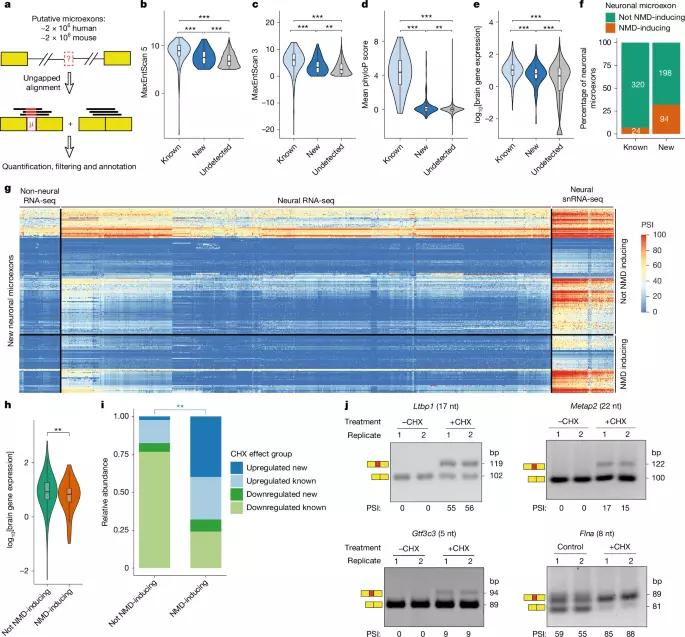 A microexon regulatory code reveals autism-linked genetic variation