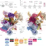 Mechanism of spliceosome termination