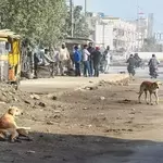Rabies death toll rises to 40 in Sindh after elderly man dies
