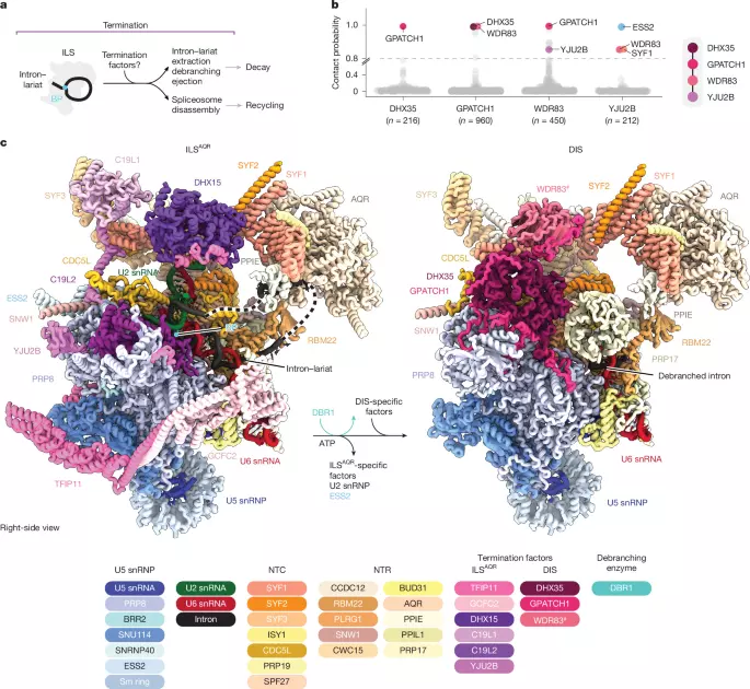 Mechanism of spliceosome termination