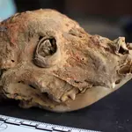 Archaeologists discover 1,200-year-old mummified hairless dog in Peru