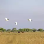Texas ranching family protects 6,409 acres in $8.863m conservation deal