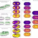 Advancing subseasonal forecasting with machine learning