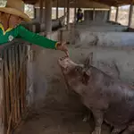 Brazil’s family farming backbone embraces Chinese AI to reverse vital sector’s decline