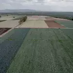 F.D.A. Found Cyclospora During Taylor Farms Inspection in Mexico