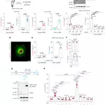 5-oxoETE links redox control of epithelial damage detection and resilience