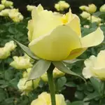 Coming up roses? How Trump planted a new seed for Chinese gift diplomacy