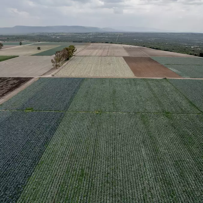F.D.A. Found Cyclospora During Taylor Farms Inspection in Mexico