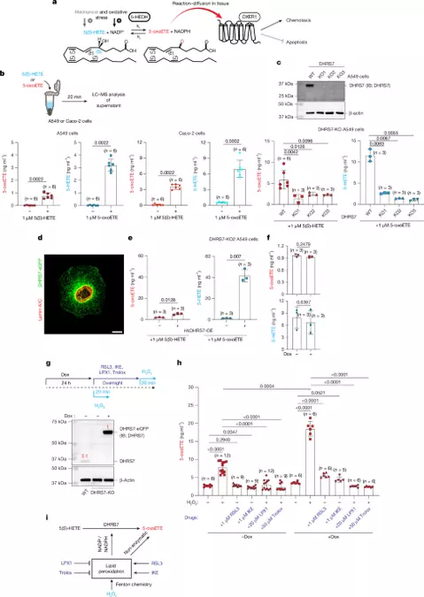 5-oxoETE links redox control of epithelial damage detection and resilience