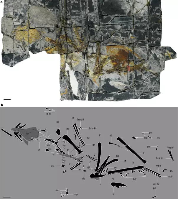Jurassic flightless bird reveals early ecological diversity of avialans