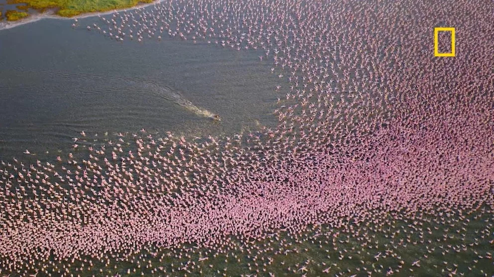 WATCH:  Nat Geo's 'Africa: Earth's Wild Home' showcases wildlife like never before