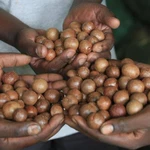 Macadamia dealers seek fresh deadline on raw nut shipment